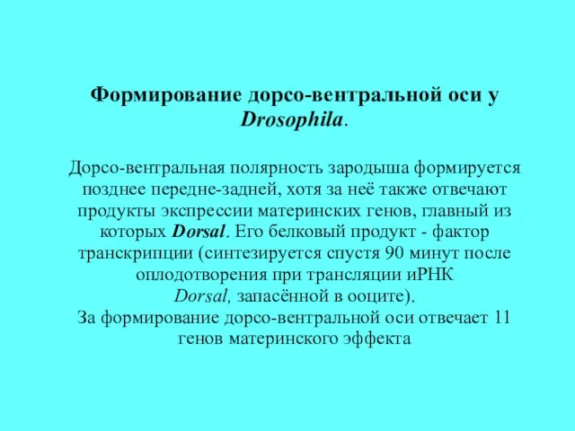 Формирование дорсо-вентральной оси у Drosophila. Дорсо-вентральная полярность зародыша формируется позднее