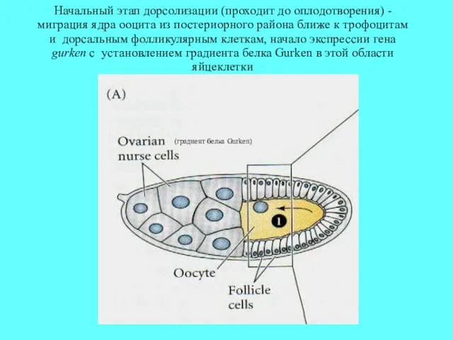 Начальный этап дорсолизации (проходит до оплодотворения) - миграция ядра ооцита