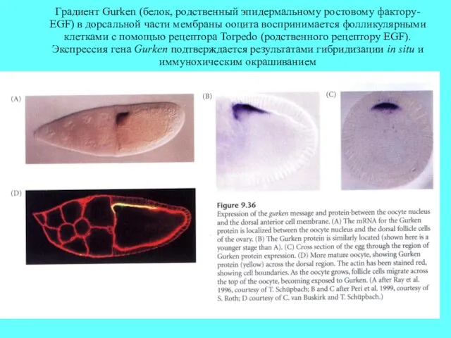 Градиент Gurken (белок, родственный эпидермальному ростовому фактору- EGF) в дорсальной