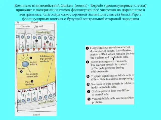Комплекс взаимодействий Gurken (ооцит)- Torpedo (фолликулярные клетки) приводит к поляризации