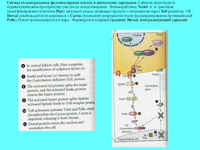 Сигнал из вентральных фолликулярных клеток в цитоплазму зародыша. События происходят