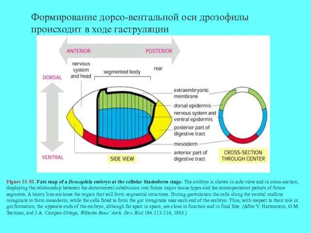 Figure 21-52. Fate map of a Drosophila embryo at the