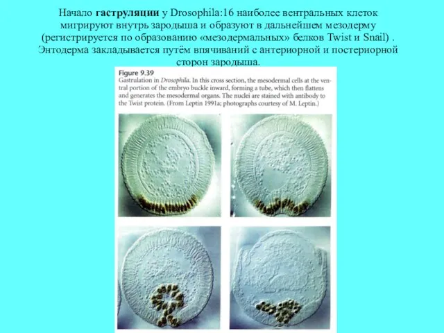 Начало гаструляции у Drosophila:16 наиболее вентральных клеток мигрируют внутрь зародыша