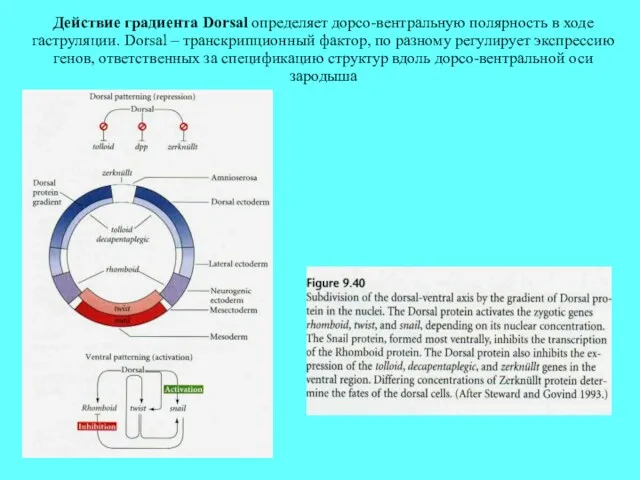 Действие градиента Dorsal определяет дорсо-вентральную полярность в ходе гаструляции. Dorsal