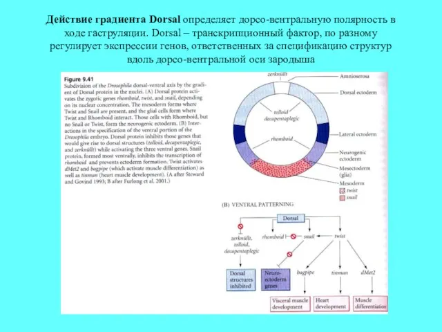 Действие градиента Dorsal определяет дорсо-вентральную полярность в ходе гаструляции. Dorsal