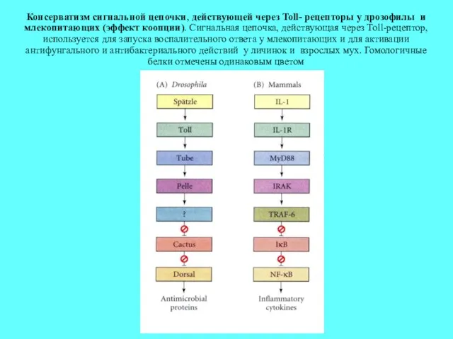 Консерватизм сигнальной цепочки, действующей через Toll- рецепторы у дрозофилы и