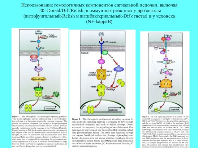 Использование гомологичных компонентов сигнальной цепочки, включая ТФ: Dorsal/Dif /Relish, в