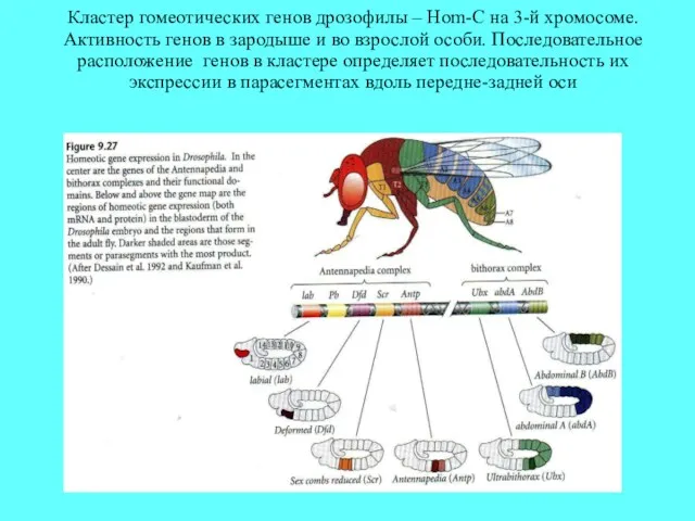 Кластер гомеотических генов дрозофилы – Hom-C на 3-й хромосоме. Активность