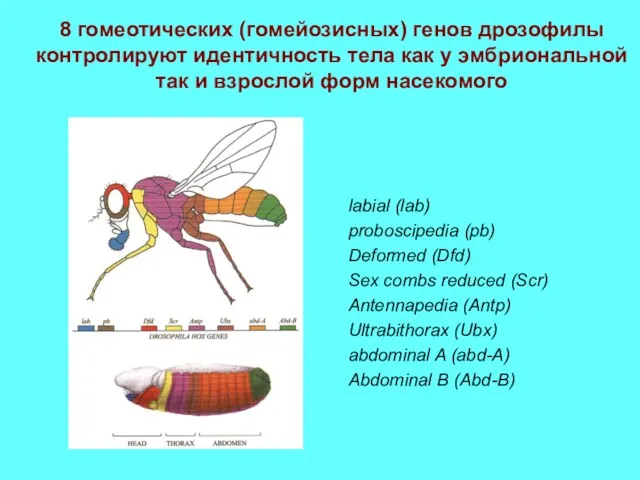 8 гомеотических (гомейозисных) генов дрозофилы контролируют идентичность тела как у