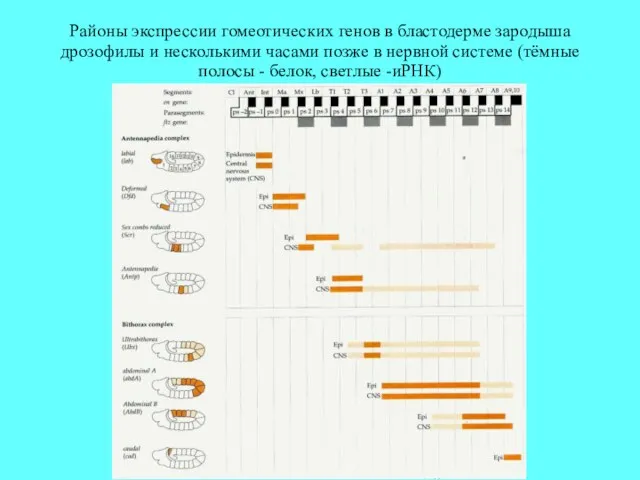 Районы экспрессии гомеотических генов в бластодерме зародыша дрозофилы и несколькими