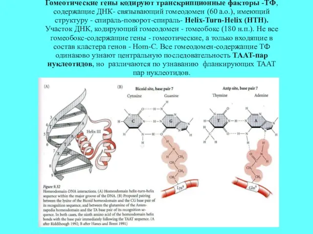 Гомеотические гены кодируют транскрипционные факторы -ТФ, содержащие ДНК- связывающий гомеодомен