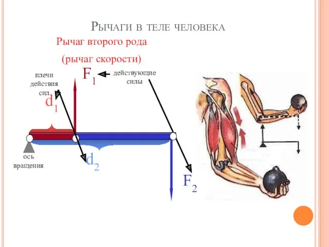 Рычаги в теле человека