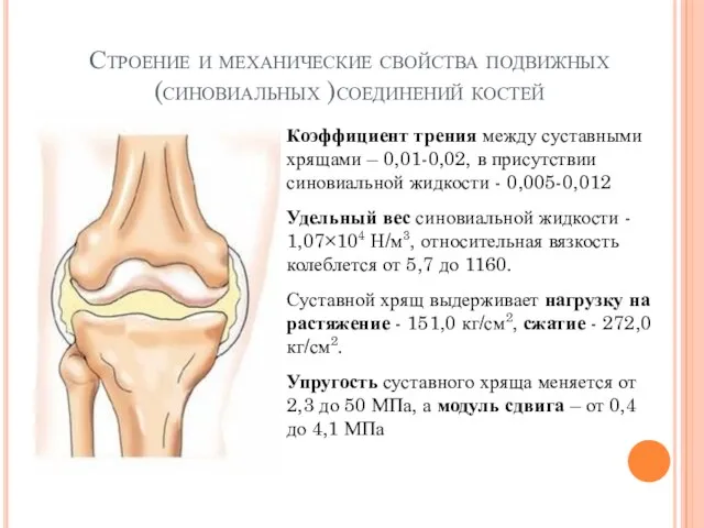 Строение и механические свойства подвижных (синовиальных )соединений костей Коэффициент трения