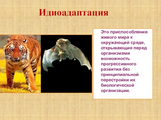 Идиоадаптация Это приспособления живого мира к окружающей среде, открывающие перед