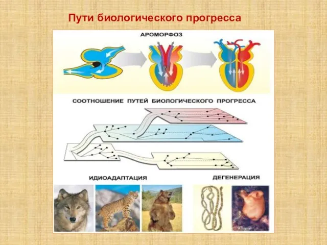 Пути биологического прогресса