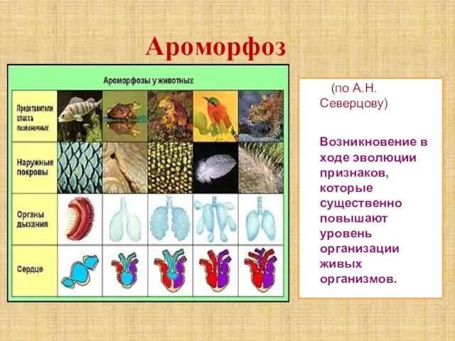 Ароморфоз (по А.Н.Северцову) Возникновение в ходе эволюции признаков, которые существенно повышают уровень организации живых организмов.