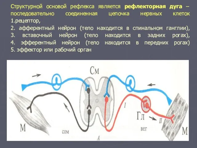 Структурной основой рефлекса является рефлекторная дуга – последовательно соединенная цепочка