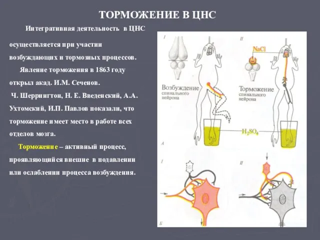 ТОРМОЖЕНИЕ В ЦНС Интегративная деятельность в ЦНС осуществляется при участии