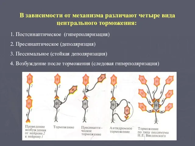 В зависимости от механизма различают четыре вида центрального торможения: 1.