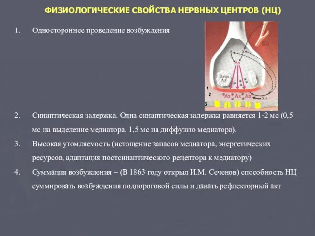 ФИЗИОЛОГИЧЕСКИЕ СВОЙСТВА НЕРВНЫХ ЦЕНТРОВ (НЦ) Одностороннее проведение возбуждения Синаптическая задержка.