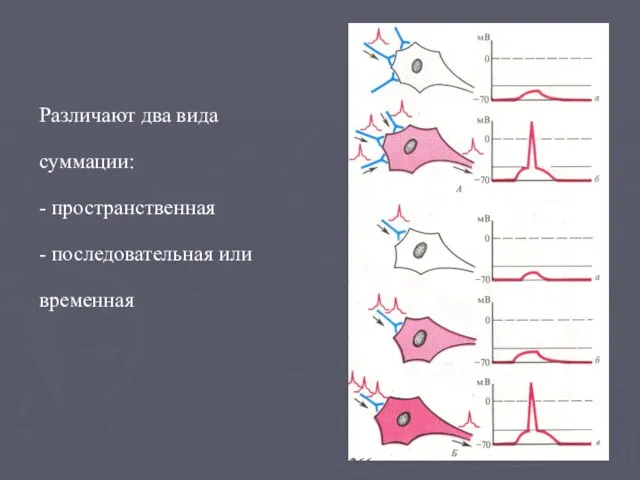 Различают два вида суммации: - пространственная - последовательная или временная