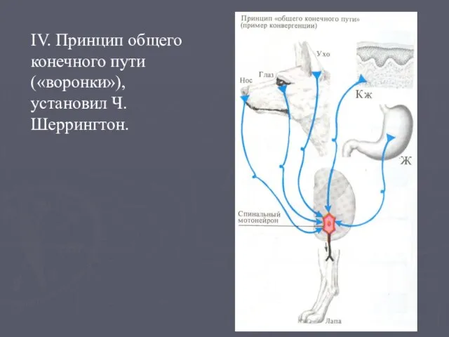 IV. Принцип общего конечного пути («воронки»), установил Ч. Шеррингтон.