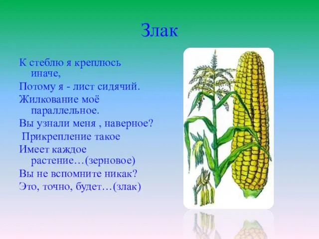 Злак К стеблю я креплюсь иначе, Потому я - лист