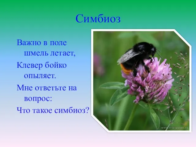 Симбиоз Важно в поле шмель летает, Клевер бойко опыляет. Мне ответьте на вопрос: Что такое симбиоз?