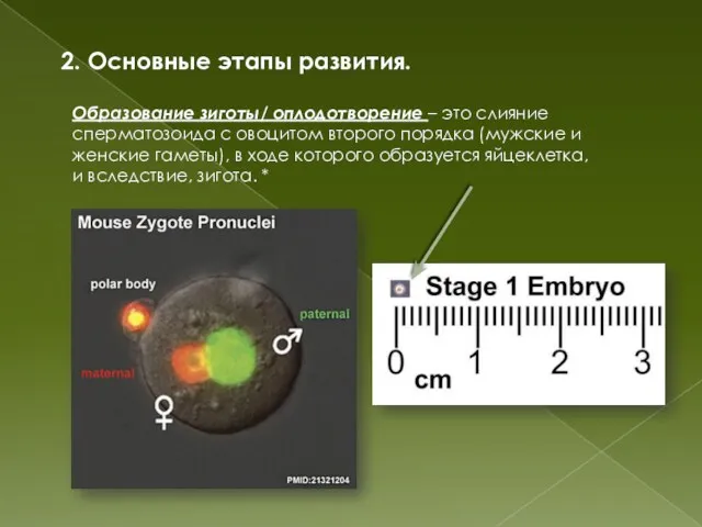 2. Основные этапы развития. Образование зиготы/ оплодотворение – это слияние