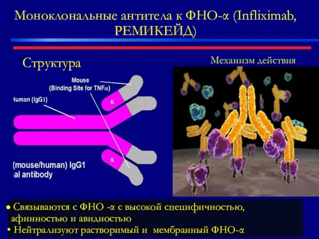 Моноклональные антитела к ФНО-α (Infliximab, РЕМИКЕЙД) Структура Связываются с ФНО