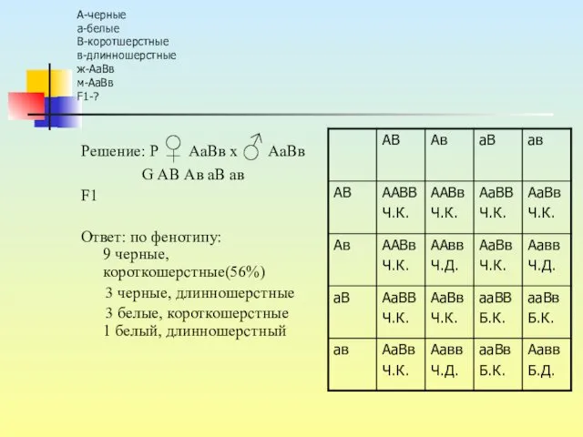 А-черные а-белые В-коротшерстные в-длинношерстные ж-АаВв м-АаВв F1-? Решение: Р ♀
