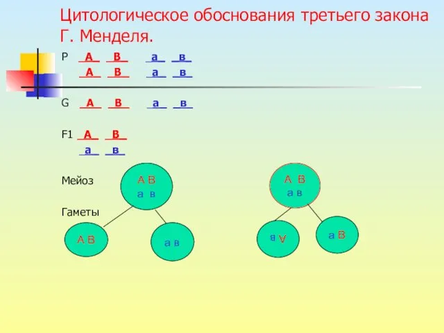 Цитологическое обоснования третьего закона Г. Менделя. Р _А_ _В_ _а_