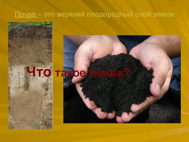 Почва – это верхний плодородный слой земли Что такое почва?