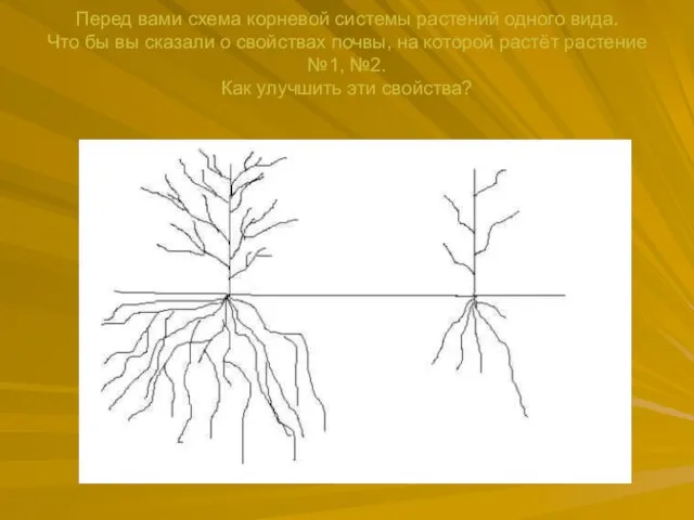 Перед вами схема корневой системы растений одного вида. Что бы вы сказали о