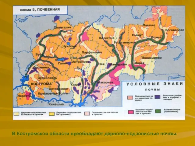 В Костромской области преобладают дерново-подзолистые почвы.