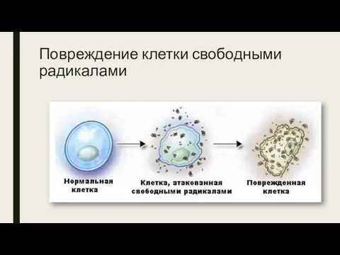 Повреждение клетки свободными радикалами