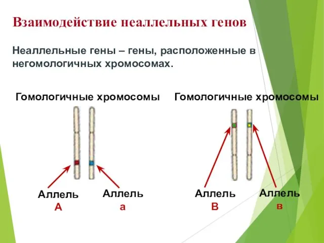 Неаллельные гены – гены, расположенные в негомологичных хромосомах. Гомологичные хромосомы Аллель А Аллель