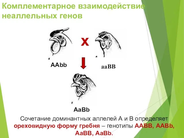 Сочетание доминантных аллелей А и В определяет ореховидную форму гребня – генотипы ААВВ,