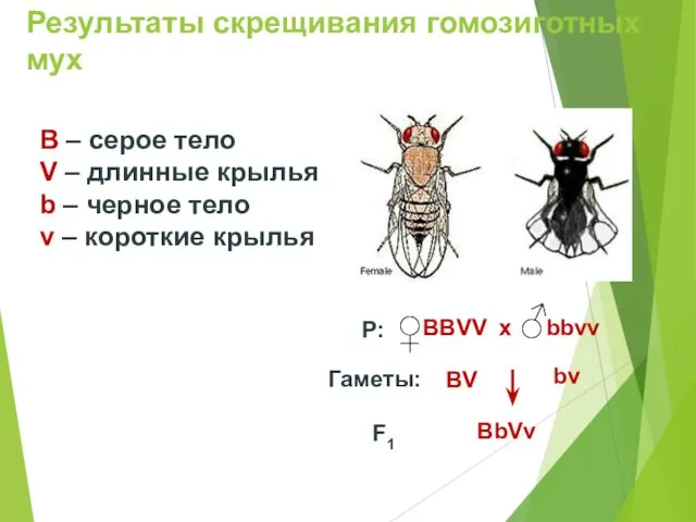 Результаты скрещивания гомозиготных мух ♂ ♀ B – серое тело V – длинные