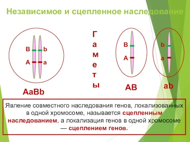 А а B b Независимое и сцепленное наследование Явление совместного наследования генов, локализованных