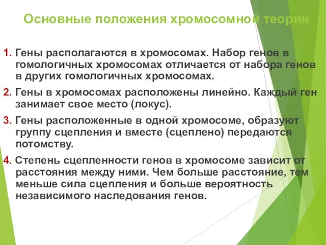 Основные положения хромосомной теории 1. Гены располагаются в хромосомах. Набор генов в гомологичных