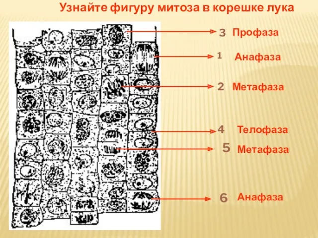 1 Анафаза 2 Метафаза 3 Профаза 4 Телофаза 5 Метафаза