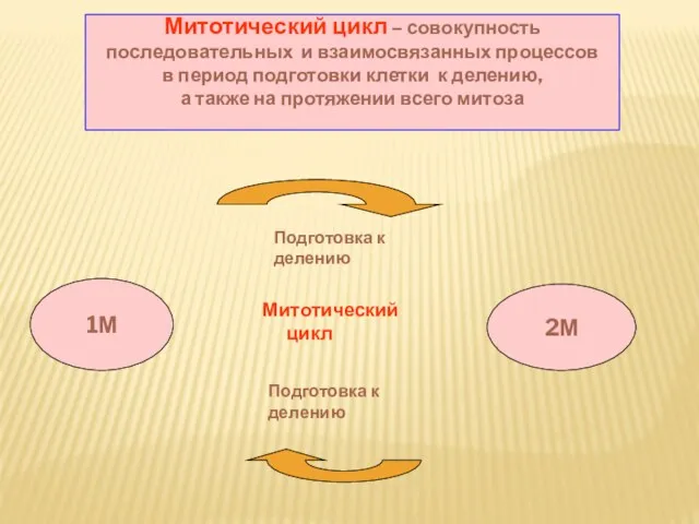 1М 2М Митотический цикл Подготовка к делению Подготовка к делению