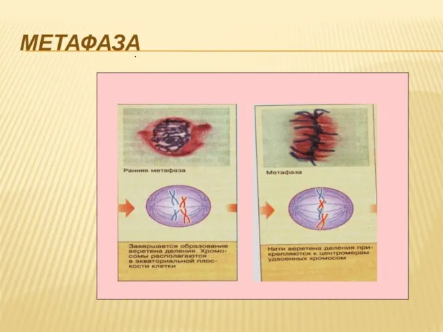 . МЕТАФАЗА