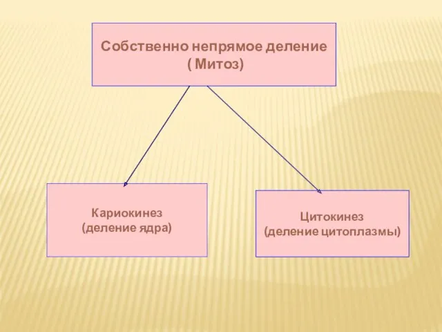 Собственно непрямое деление ( Митоз) Кариокинез (деление ядра) Цитокинез (деление цитоплазмы)