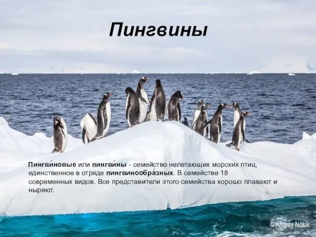 Пингвины Пингви́новые или пингви́ны - семейство нелетающих морских птиц, единственное в отряде пингвинообра́зных.