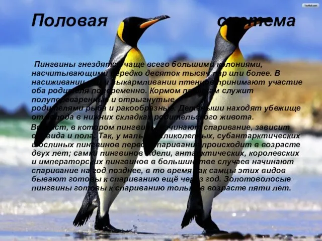 Половая система Пингвины гнездятся чаще всего большими колониями, насчитывающими нередко