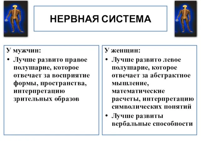 НЕРВНАЯ СИСТЕМА У мужчин: Лучше развито правое полушарие, которое отвечает за восприятие формы,