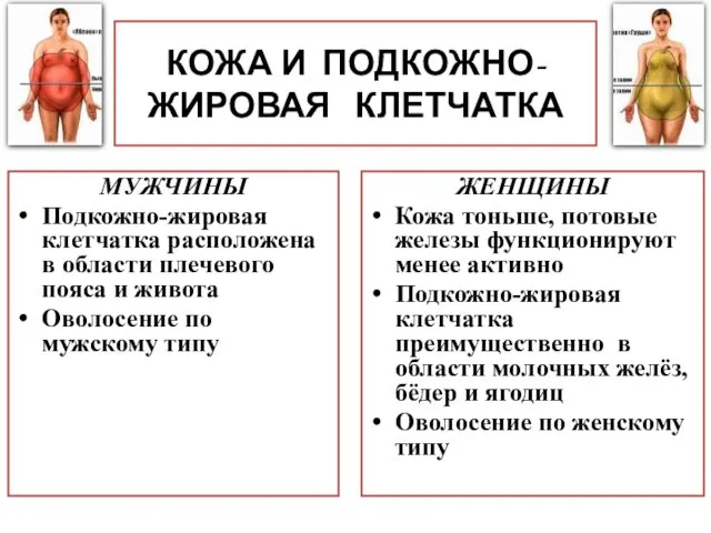 КОЖА И ПОДКОЖНО-ЖИРОВАЯ КЛЕТЧАТКА МУЖЧИНЫ Подкожно-жировая клетчатка расположена в области плечевого пояса и