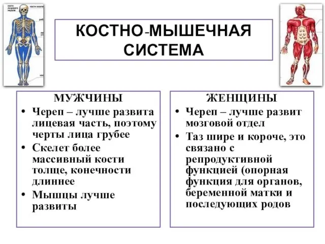 КОСТНО-МЫШЕЧНАЯ СИСТЕМА МУЖЧИНЫ Череп – лучше развита лицевая часть, поэтому черты лица грубее